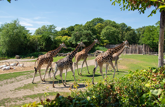 Giraffes at the San Diego Zoo Safari Park 