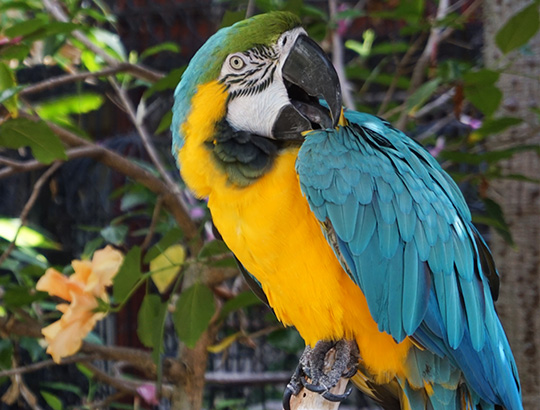 Close up bird at the Catamaran Resort