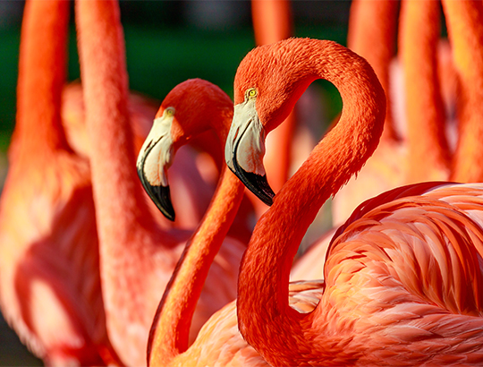 Up-close with Flamingos and more than 3,500 rare and endangered animals at the San Diego Zoo