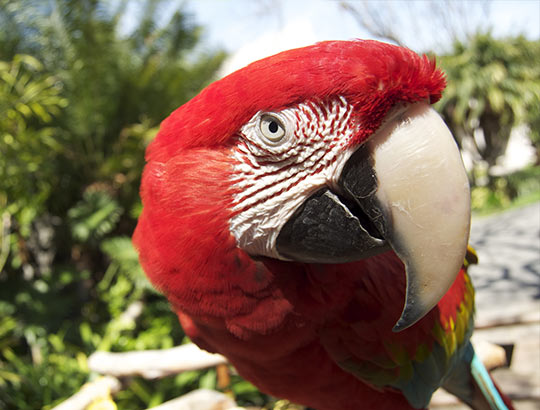 catamaran resort birds