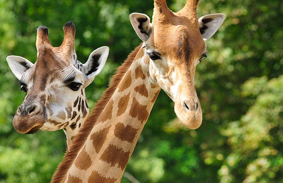 Close up of giraffes