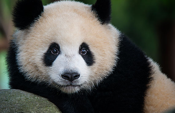Close up of panda bear