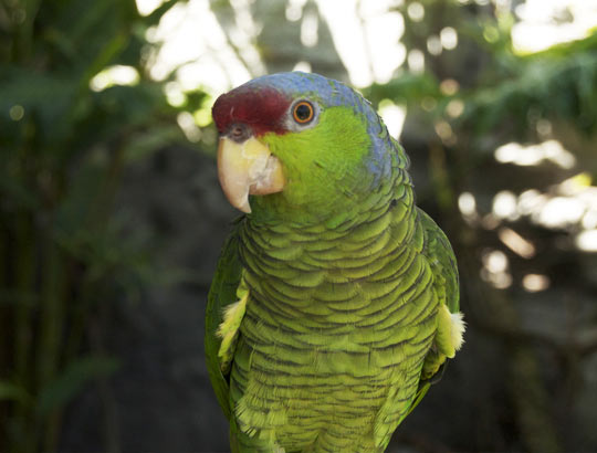 catamaran resort birds