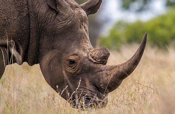 Close up southern white rhinoceros
