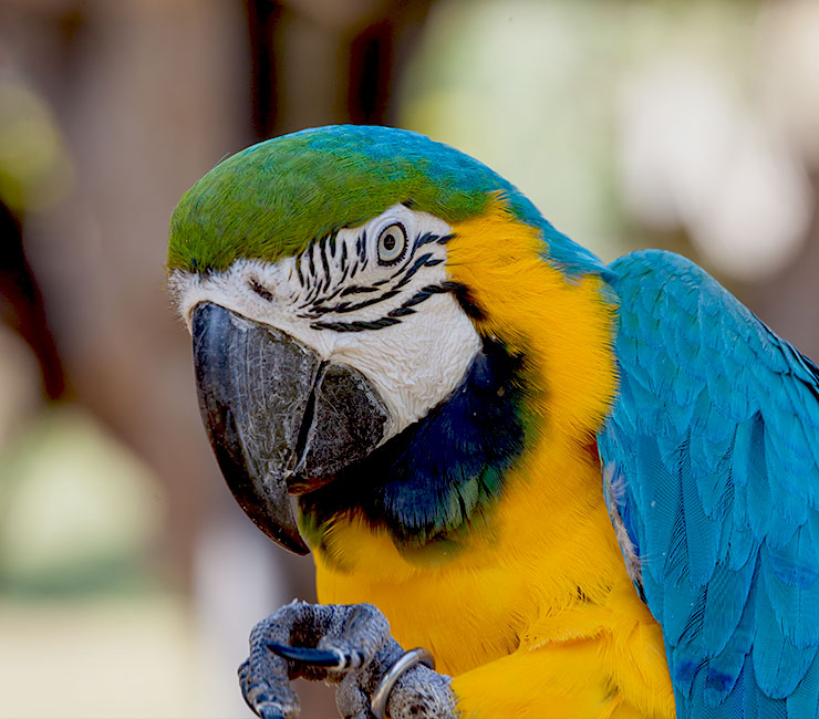 Close up bird at the Catamaran Resort