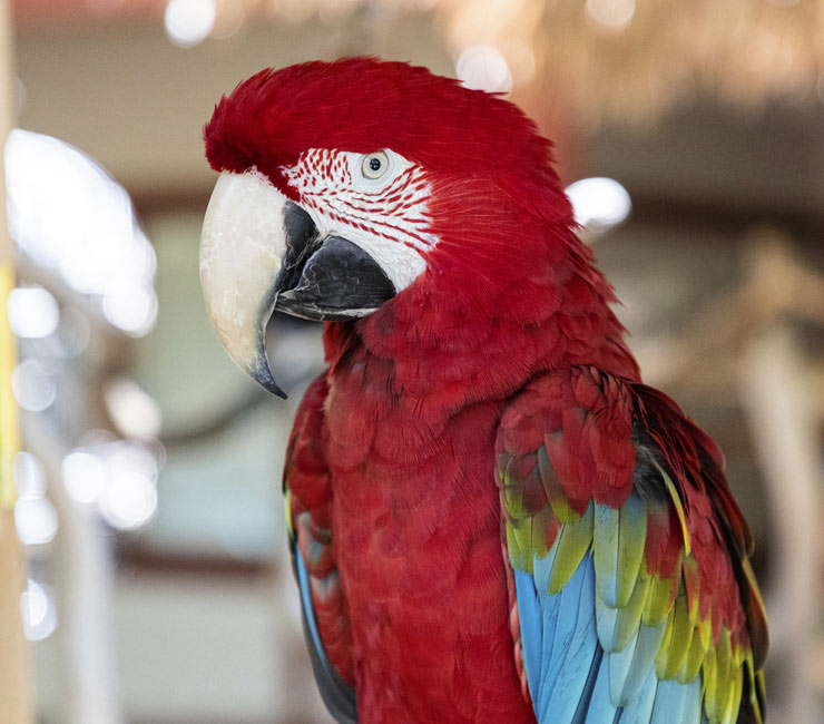 catamaran resort birds