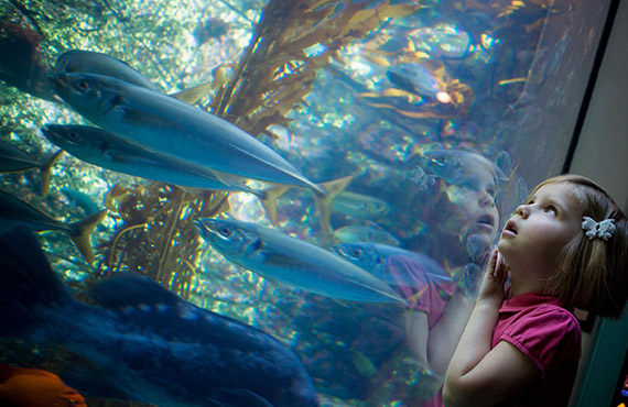 Kid watches a fish tank at SeaWorld