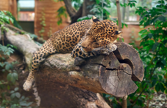 Leopard sleeps at San Diego Zoo