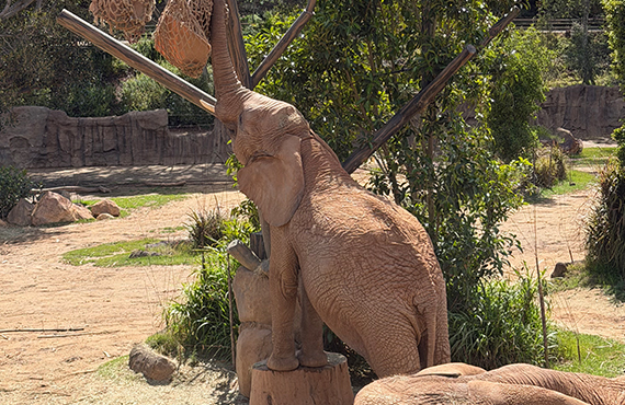 Elephant feeding at the San Diego Zoo Safari Park 