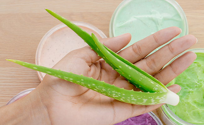 Close up of a hand holding an aloe vera leaf to moisturize your skin