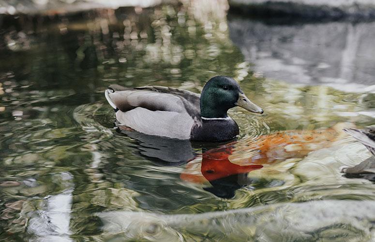 A duck swims past a fish in the tropical ponds at the Catamaran Resort Hotel.